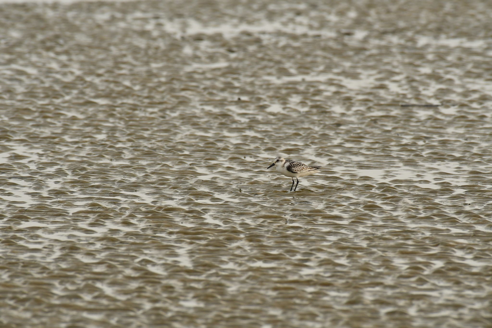 Sanderling