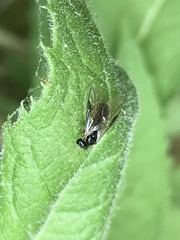 Acordulecera dorsalis