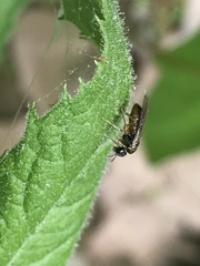 Acordulecera dorsalis