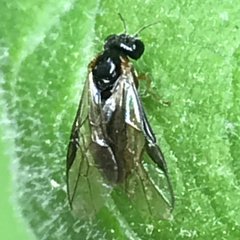 Acordulecera dorsalis