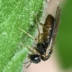 Acordulecera dorsalis