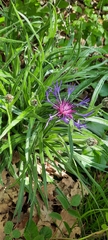Centaurea lugdunensis