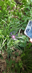Centaurea lugdunensis