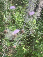 Cirsium nuttalii image