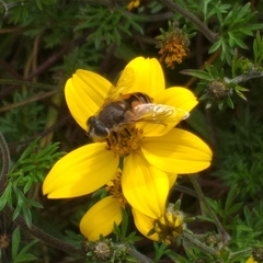 Eristalis bogotensis