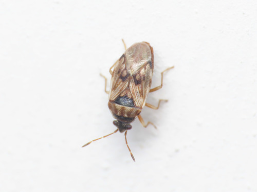 Hyalochilus ovatulus