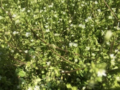 Stellaria media