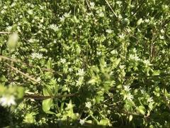 Stellaria media