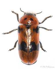 Clytra novempunctata