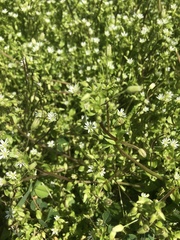 Stellaria media