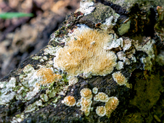 Protohydnum sclerodontium