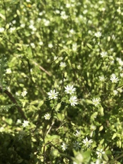Stellaria media