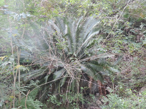 Dioon edule