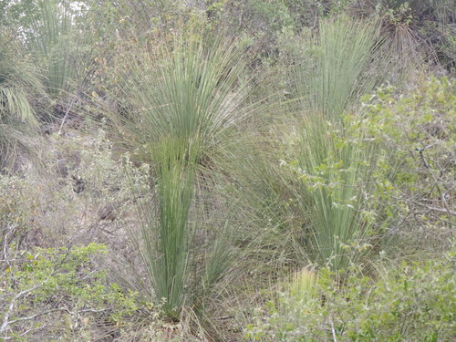 Dasylirion longistylum