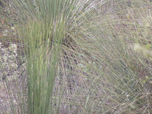 Dasylirion longistylum