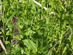 Valerianella umbilicata