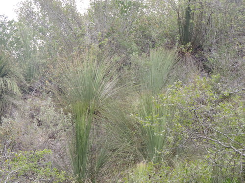 Dasylirion longistylum