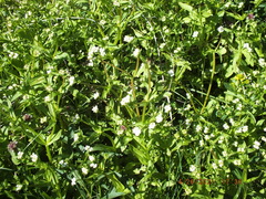 Valerianella umbilicata