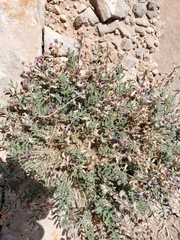 Astragalus desperatus