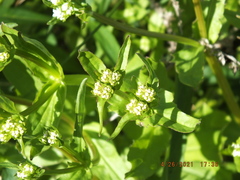 Valerianella umbilicata