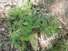 Astragalus crassicarpus