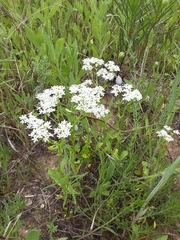 Valerianella amarella