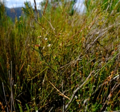 Diosma pilosa