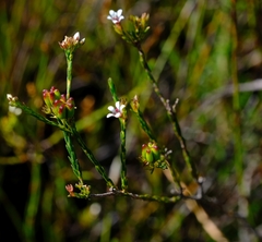 Diosma pilosa
