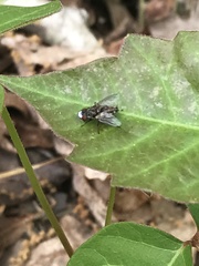 Metopia argyrocephala