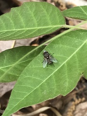 Metopia argyrocephala