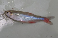 Bloodfin Tetra photo 4