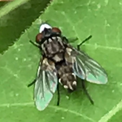 Metopia argyrocephala