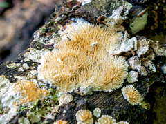 Protohydnum sclerodontium
