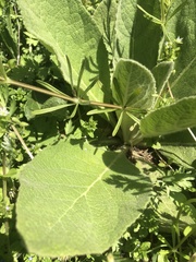 Verbascum thapsus