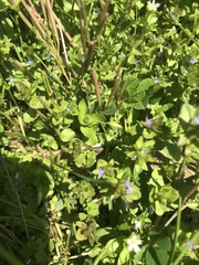 Veronica arvensis
