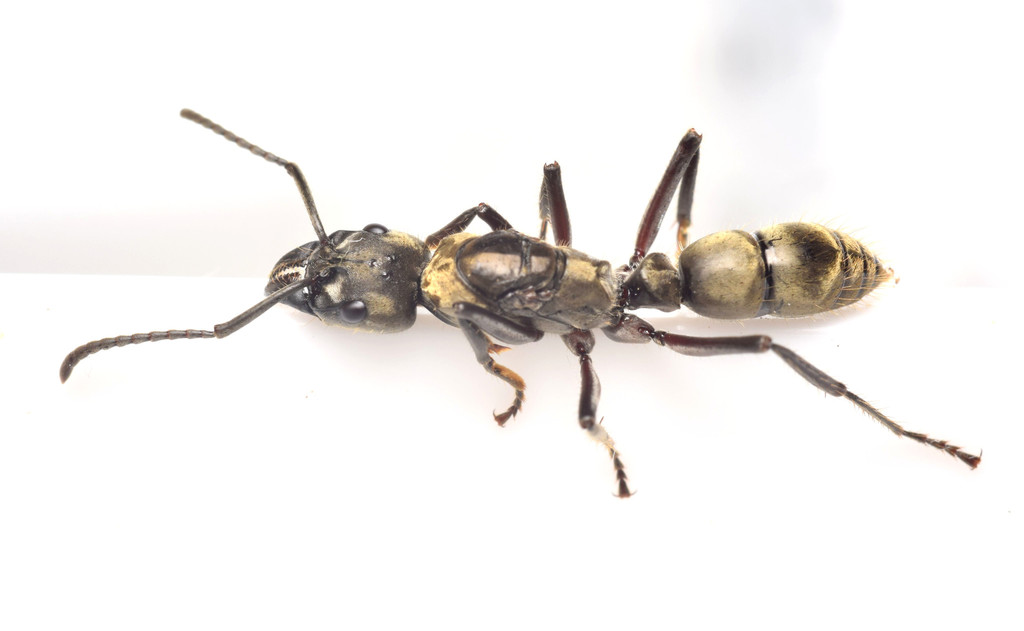 Neoponera foetida