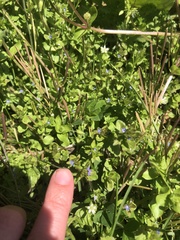 Veronica arvensis