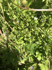 Veronica arvensis