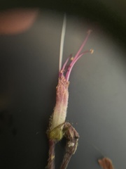 Collinsonia