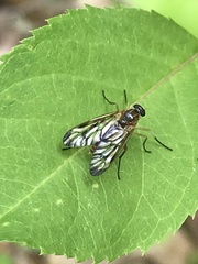 Rhagio albicornis