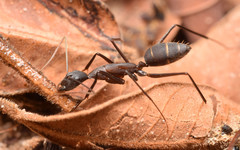 Camponotus lespesii