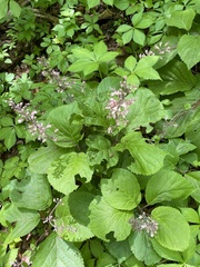 Collinsonia