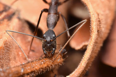 Camponotus lespesii
