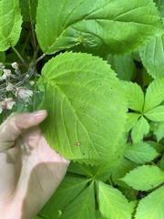 Collinsonia