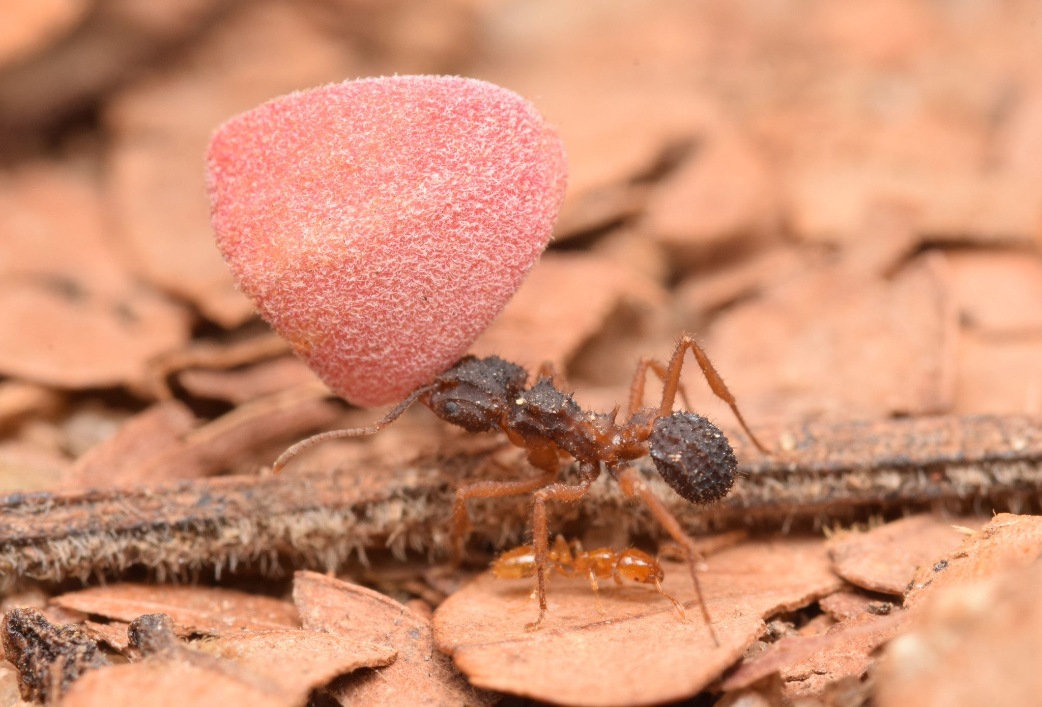 Mycetomoellerius