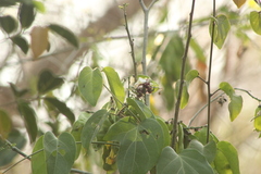 Lonchocarpus guatemalensis