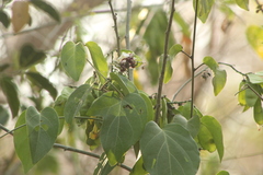 Lonchocarpus guatemalensis