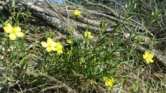 Talinum polygaloides