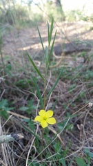 Talinum polygaloides