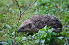 West European Hedgehog photo 3